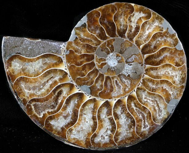 Agatized Ammonite Fossil (Half) #39614